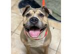 Rollins (mcas), American Pit Bull Terrier For Adoption In Troutdale, Oregon