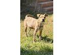 Thor, Terrier (unknown Type, Medium) For Adoption In Reading, Pennsylvania