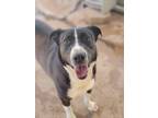 Adopt Colby a Black - with White Border Collie / Mixed Breed (Medium) dog in