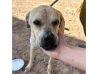 Yuki, Labrador Retriever For Adoption In El Paso, Texas