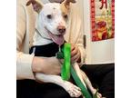 Precious, American Pit Bull Terrier For Adoption In Chapel Hill, North Carolina
