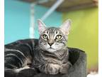 Cornelia, Domestic Shorthair For Adoption In Fresno, California
