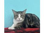 Muffin, Domestic Shorthair For Adoption In Fresno, California