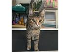 Zephyr, Domestic Shorthair For Adoption In West Lafayette, Indiana