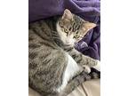 Mabel, Domestic Shorthair For Adoption In Columbus, Ohio