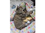 Bella Boo, Domestic Shorthair For Adoption In Kingston, New York