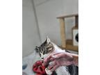 Thomas Rudy, Domestic Shorthair For Adoption In Kingston, New York