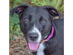 Kayla, American Staffordshire Terrier For Adoption In Huntley, Illinois