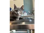 Ollie (special Needs) & (bonded Pair), Domestic Shorthair For Adoption In
