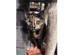 Sophie (bonded Pair), Domestic Shorthair For Adoption In Bolton, Connecticut