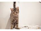 Wil (bonded Pair), Domestic Shorthair For Adoption In Bolton, Connecticut