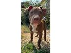 Cornucopia, American Pit Bull Terrier For Adoption In Germantown, Ohio