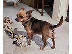 Poppy, Dachshund For Adoption In Germantown, Ohio