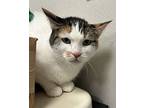 Callie, Domestic Shorthair For Adoption In Sheboygan, Wisconsin