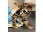 Calvin, Domestic Shorthair For Adoption In Sheboygan, Wisconsin