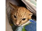 Hobbes, Domestic Shorthair For Adoption In Sheboygan, Wisconsin