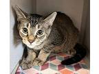Spice, Domestic Shorthair For Adoption In Sheboygan, Wisconsin
