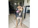 Sugar, Terrier (unknown Type, Small) For Adoption In Barron, Wisconsin