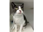 Adopt Gabriel a Domestic Shorthair cat in Honolulu, HI (37988144)