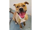 Adopt Silo a Brindle - with White American Pit Bull Terrier / Mixed dog in