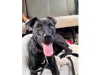 Adopt Chauncey a Black - with White Boxer / Labrador Retriever / Mixed dog in