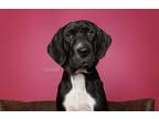 Adopt Ruby a Black - with White Treeing Walker Coonhound / Labrador Retriever /