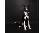 Adopt Atlas a Black - with White Australian Shepherd / Husky / Mixed dog in