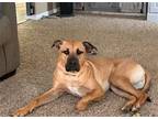 Adopt Mulligan a Tan/Yellow/Fawn - with Black Shepherd (Unknown Type) / Mixed