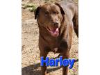 Adopt Harley a Brown/Chocolate Labrador Retriever / Australian Cattle Dog /