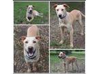 Adopt Cooper a Tan/Yellow/Fawn - with White Labrador Retriever / Mixed dog in