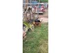 Adopt Wesley a Brown/Chocolate - with Tan Fox Terrier (Smooth) / Terrier