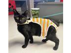 Adopt Bob a All Black Manx (short coat) cat in Phoenix, AZ (37461738)