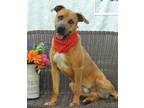 Adopt Harvey a Mountain Cur / Mixed dog in Marble, NC (38128634)