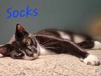 Adopt Socks a Domestic Shorthair / Mixed (short coat) cat in Cambridge