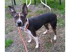 Adopt Laura a Black - with Tan, Yellow or Fawn Mixed Breed (Medium) dog in