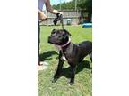 Adopt Onyx a Black - with White Pit Bull Terrier / Labrador Retriever dog in