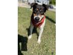 Adopt Rafiki a Hound (Unknown Type) dog in Dickson, TN (35543359)