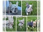 French Bulldog PUPPY FOR SALE ADN-838372 - French Bulldog Puppy AKC