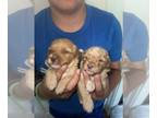 Cavapoo PUPPY FOR SALE ADN-838367 - F1B Mini Cavapoos