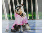 Schnauzer (Miniature) PUPPY FOR SALE ADN-838379 - Fully Trained 2yr Old