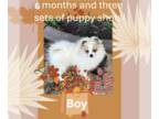 Pomeranian PUPPY FOR SALE ADN-838031 - Unique white and recessive red Piebald