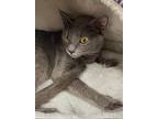 Bluebird, Russian Blue For Adoption In Athens, Tennessee
