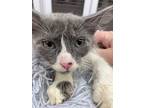 Blue Jay, Domestic Mediumhair For Adoption In Athens, Tennessee