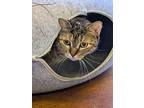 Boba, Domestic Shorthair For Adoption In Monterey, California