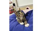 Ducky, Abyssinian For Adoption In Parlier, California