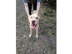 Olaf, Labrador Retriever For Adoption In North Aurora, Illinois