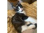 Panda, Domestic Mediumhair For Adoption In Clinton Township, Michigan