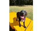 Winnie Waller, Labrador Retriever For Adoption In Provo, Utah