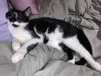 Tucker, Domestic Shorthair For Adoption In Steinbach, Manitoba