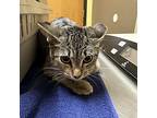 Sierra, Domestic Shorthair For Adoption In Merriam, Kansas